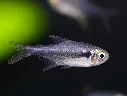 Black Diamond Neon Tetra.webp