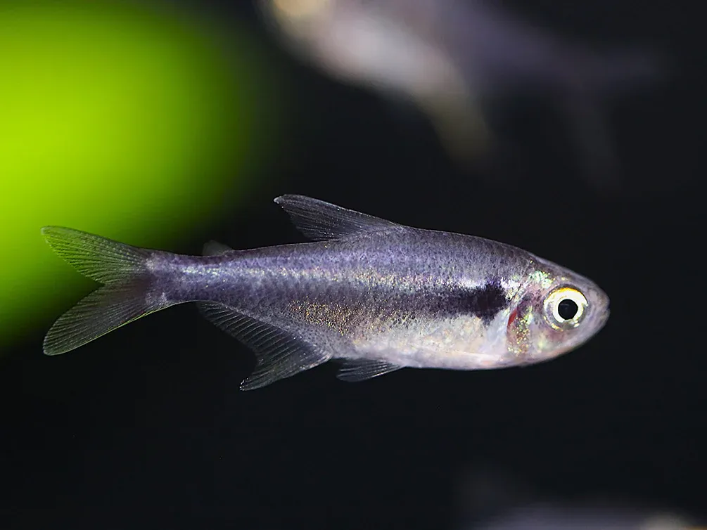 Black Diamond Neon Tetra.webp