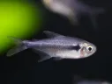 Black Diamond Neon Tetra.webp