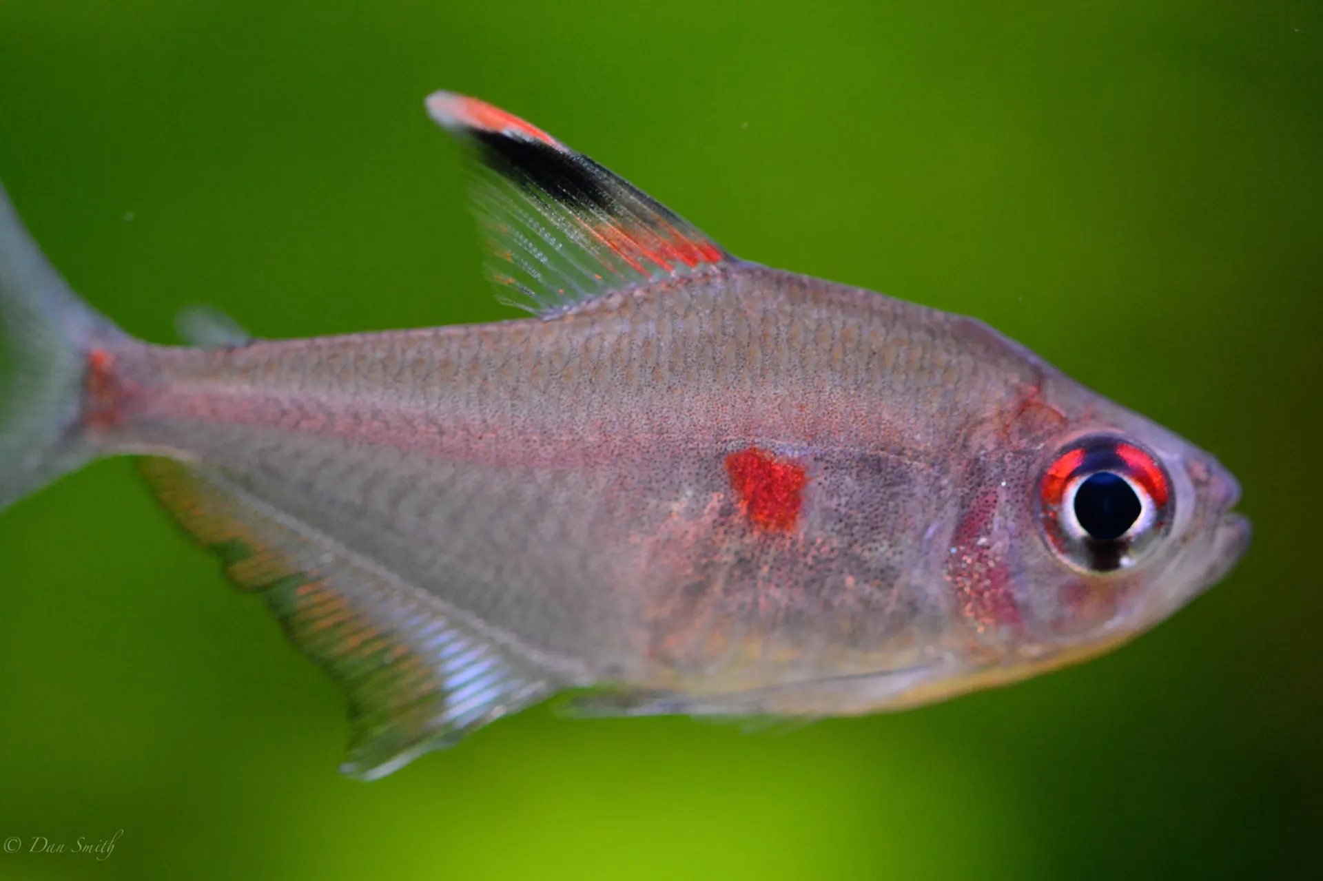 Bleeding Heart Tetra