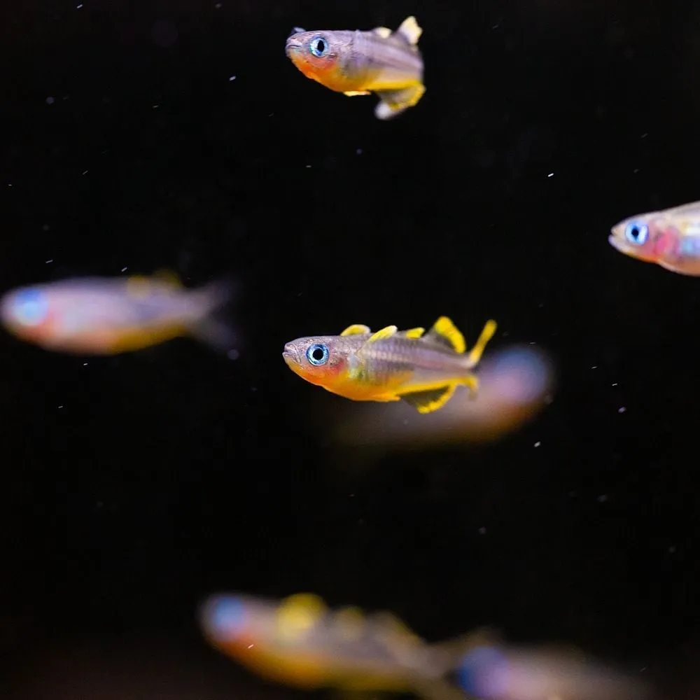 Forktail Rainbowfish