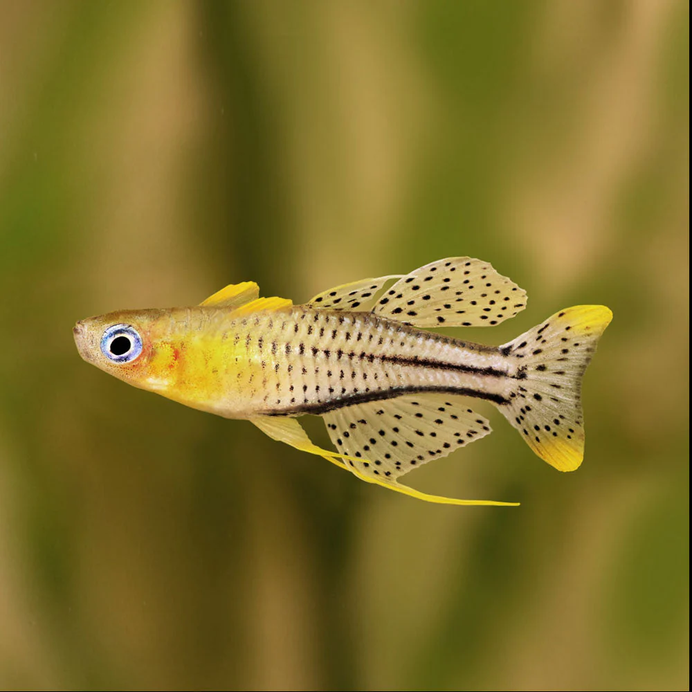 Blue-Eyed Gertrude Rainbowfish
