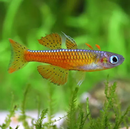 Paskai Rainbowfish