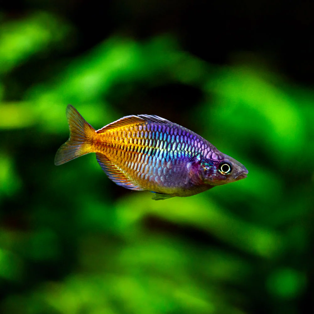 Boesemani Rainbowfish