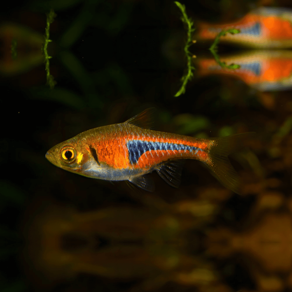 Narrow Wedge Harlequin Rasbora