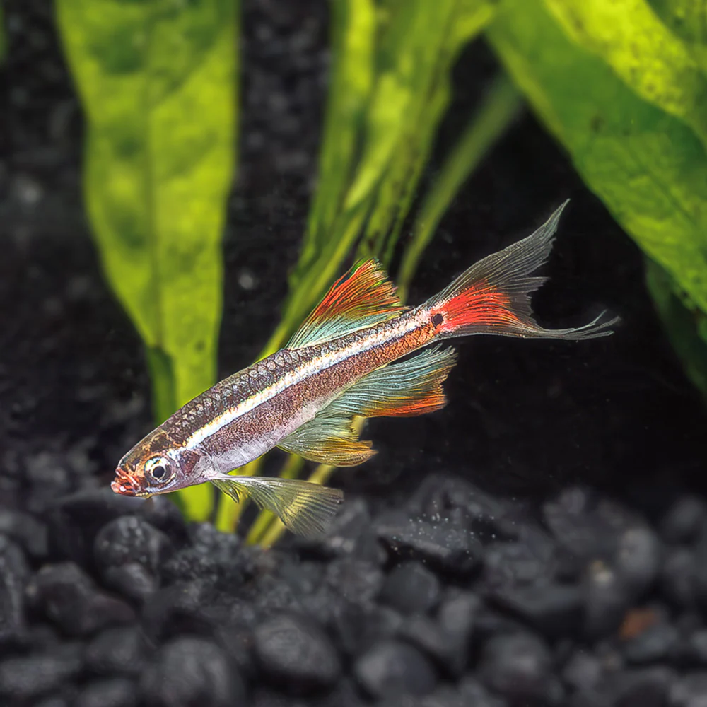 White Cloud Minnow