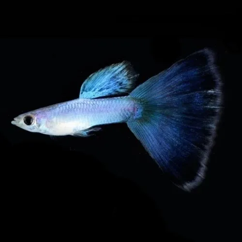 Singa Blue Tail Guppy (Male Only)