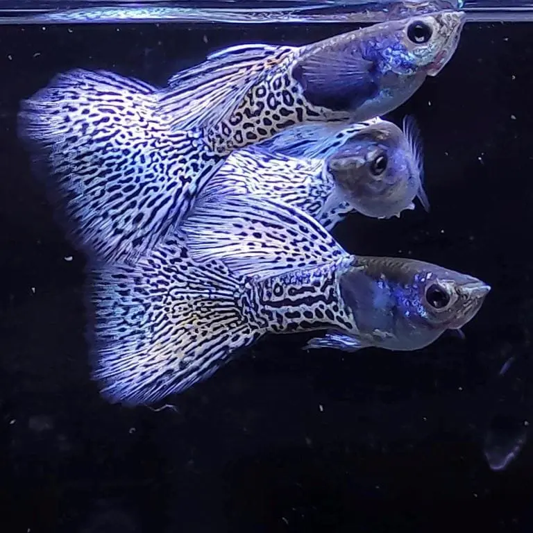 Metal Snakeskin Violet Tail Guppy (Male Only)