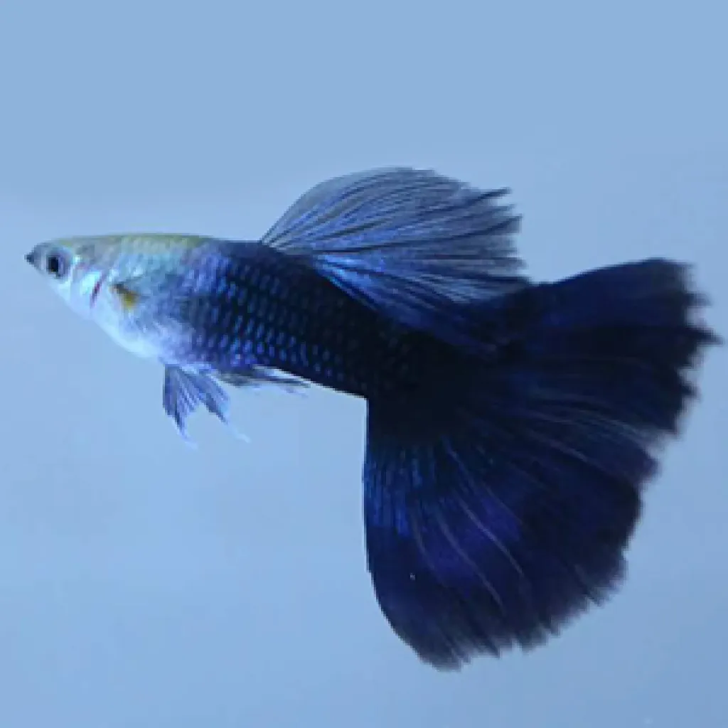 Half Black Blue Guppy