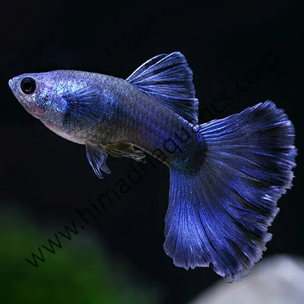 Electric Blue Moscow Guppy (Male Only)