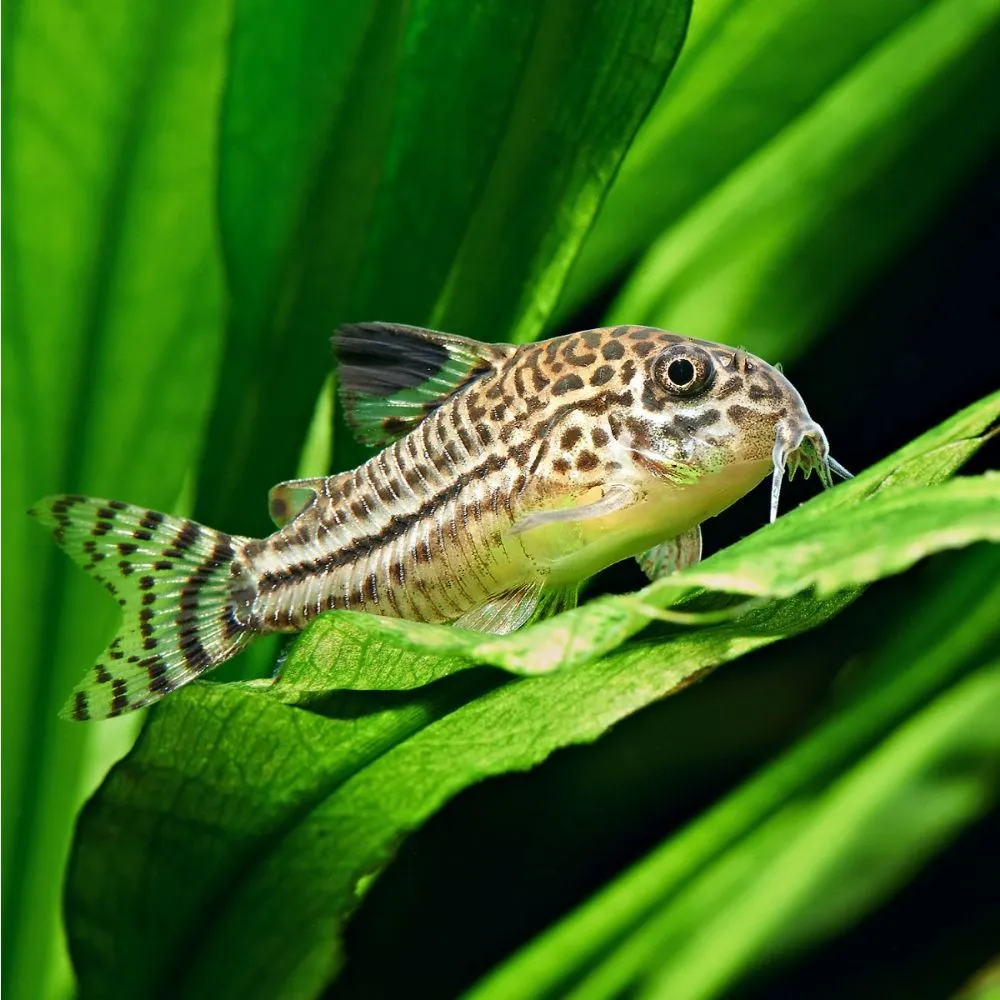 Julli Corydora