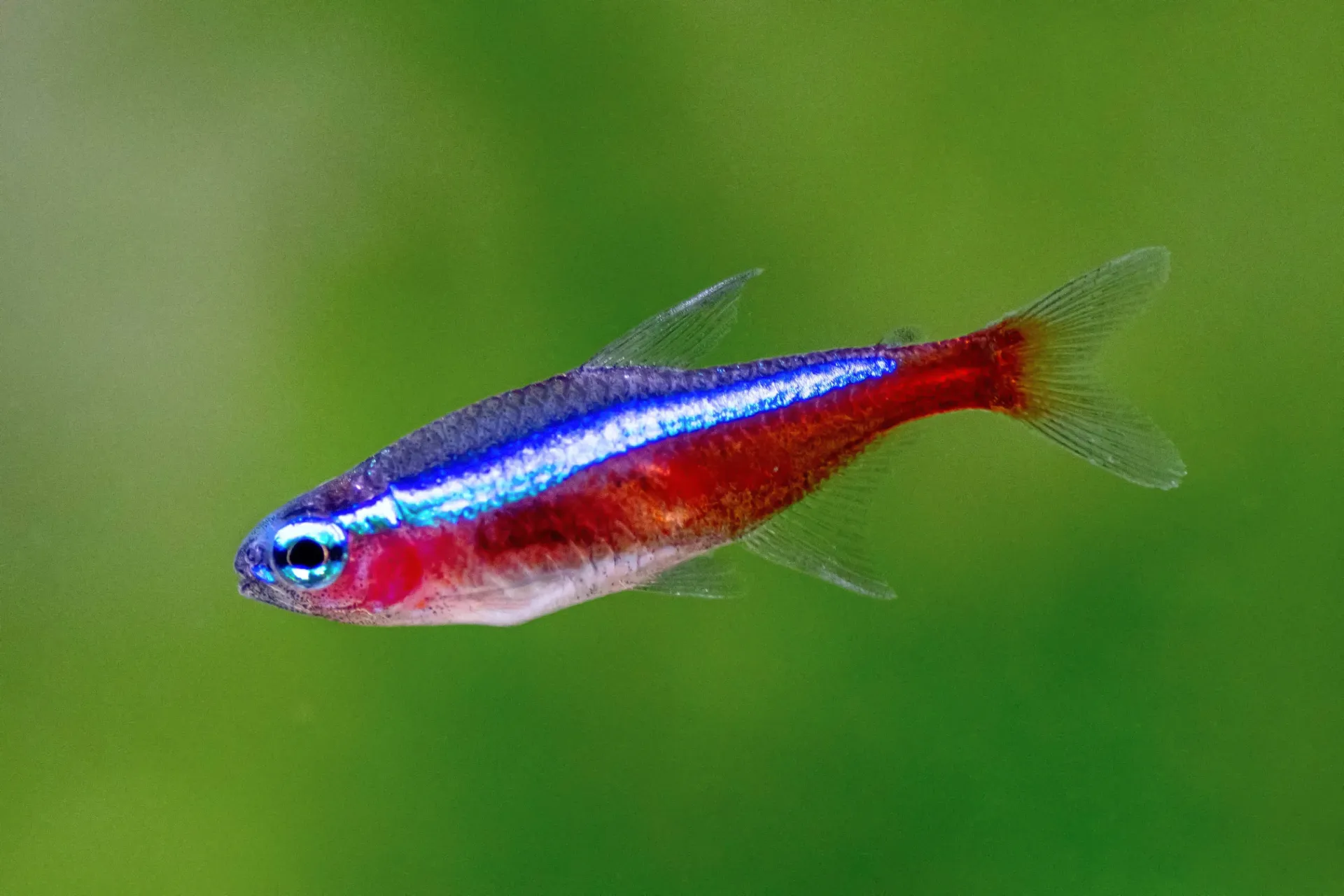Cardinal Tetra - S