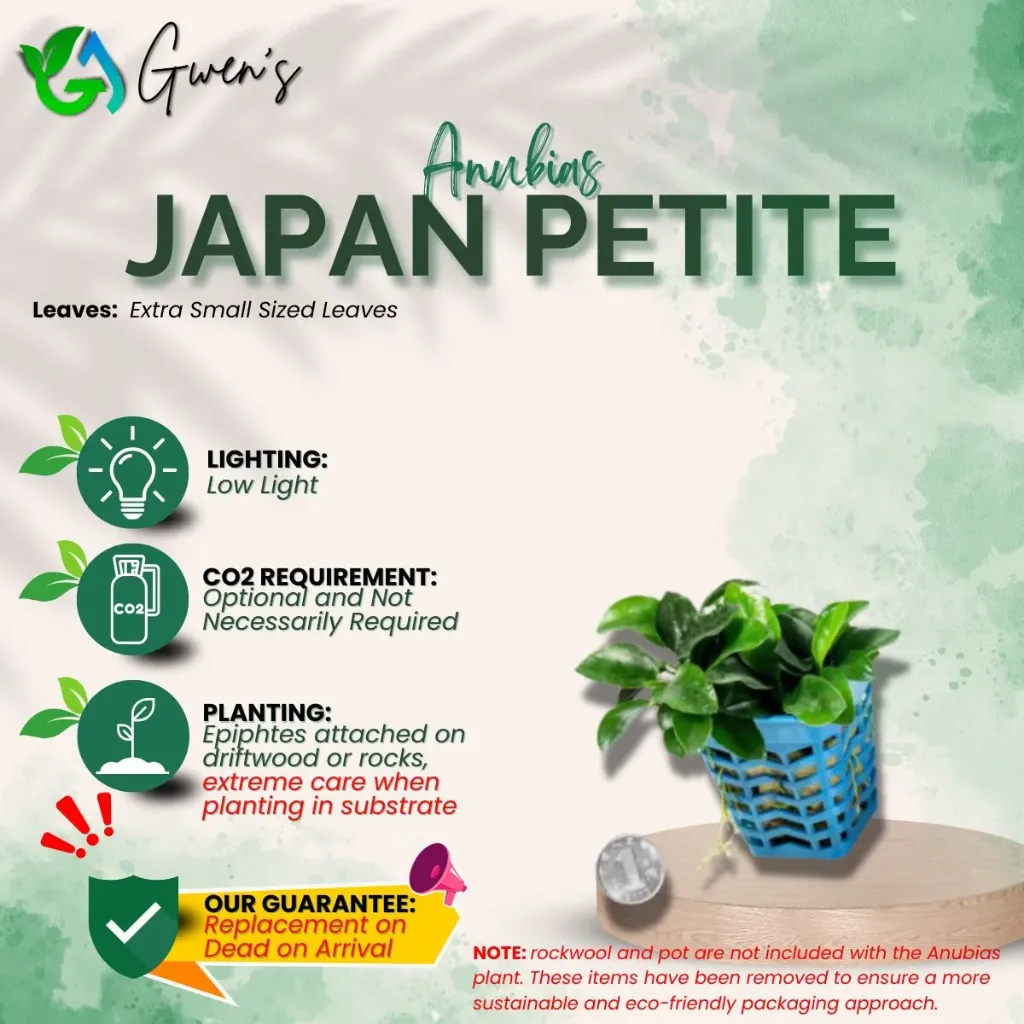 Anubias Japan Petite (1 Clump)