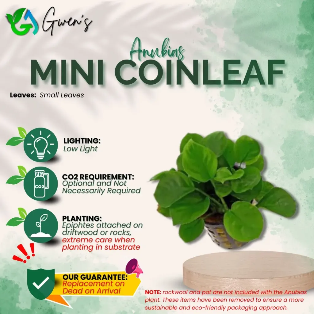 Anubias Coinleaf - Mini (1 Clump)