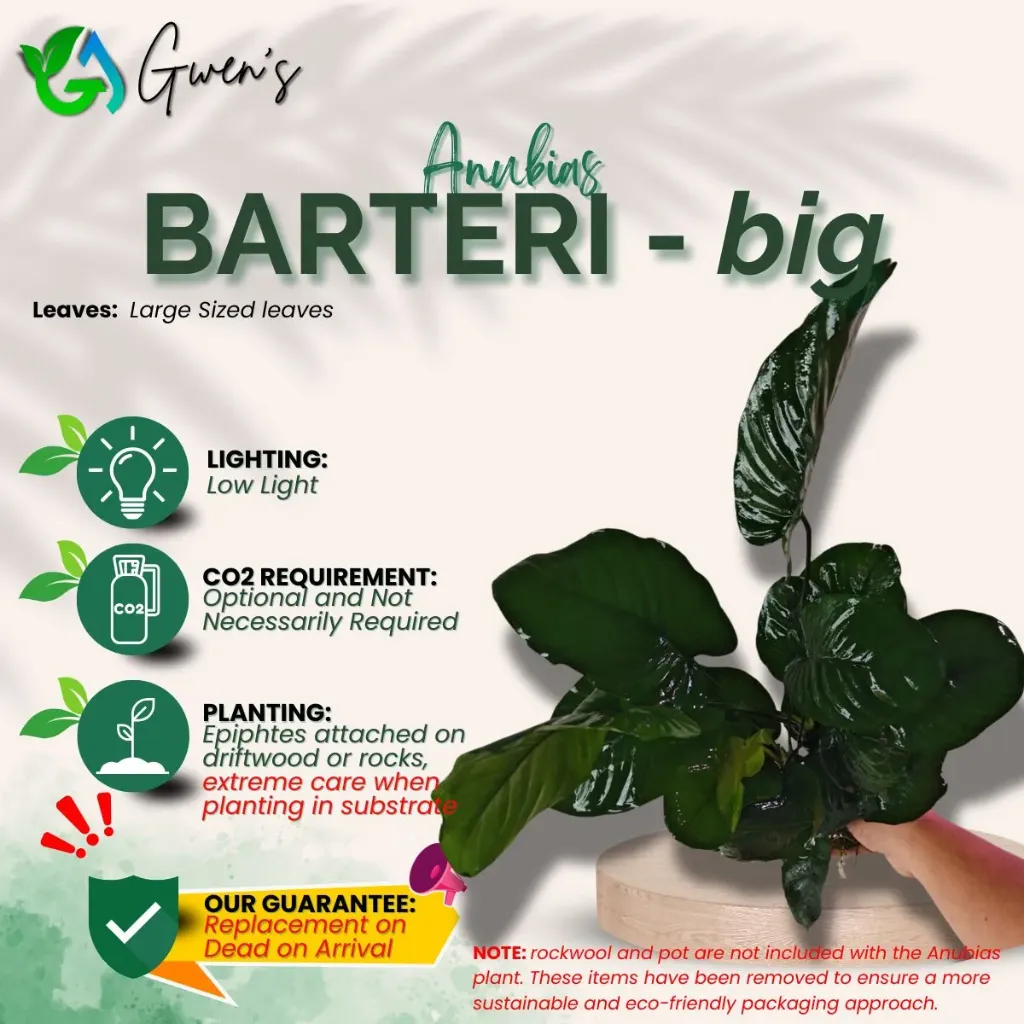 Anubias Barteri - Big (1 Clump)