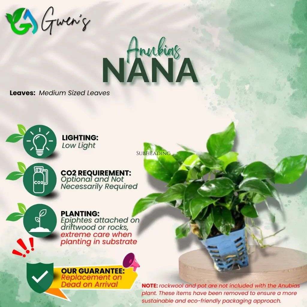 Anubias Nana King (1 Clump)