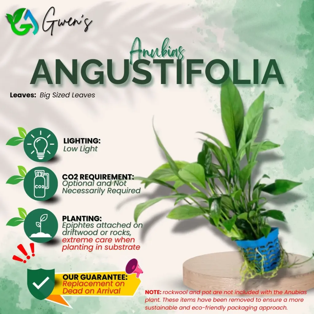 Anubias Angustifolia (1 Clump)