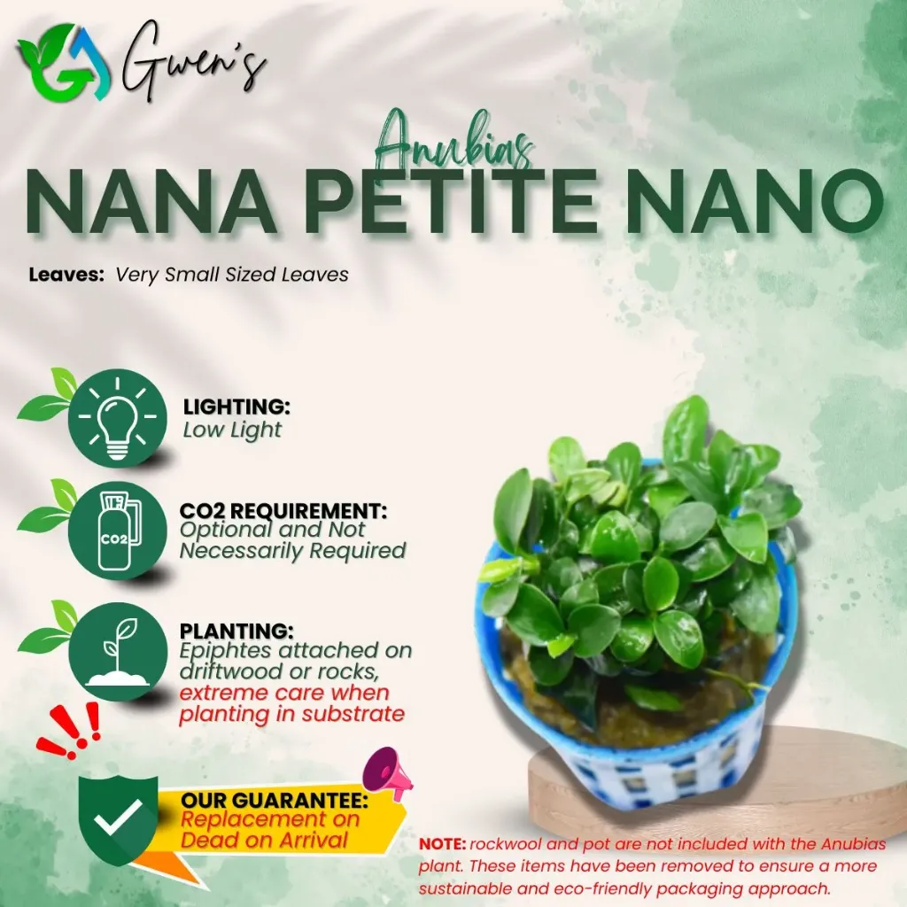 Anubias Nana Petite Nano (1 Clump)