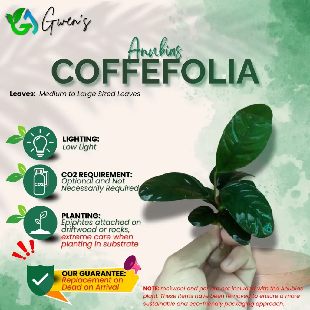 Anubias Coffefolia (1 Clump)