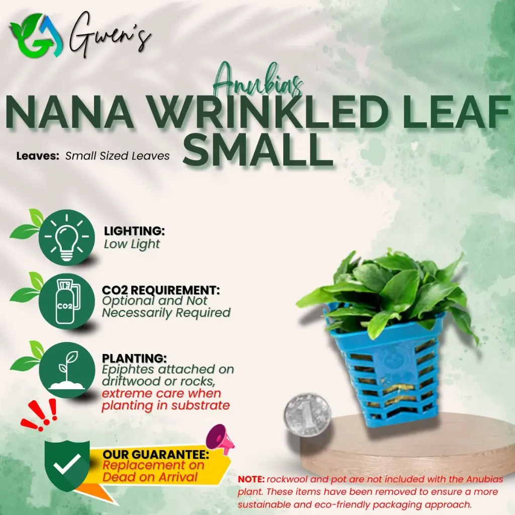 Anubias Wrinkled Leaf - Small (1 Clump)