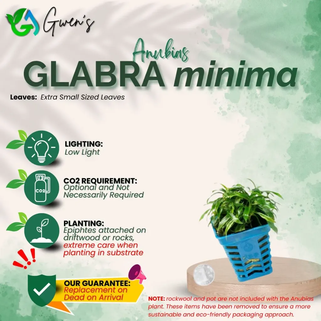 Anubias Glabra Minima (1 Clump)