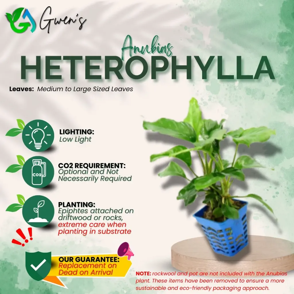 Anubias Heterophylla (1 Clump)