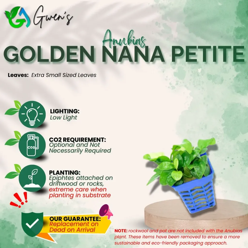 Anubias Nana Golden Petite (1 Clump)