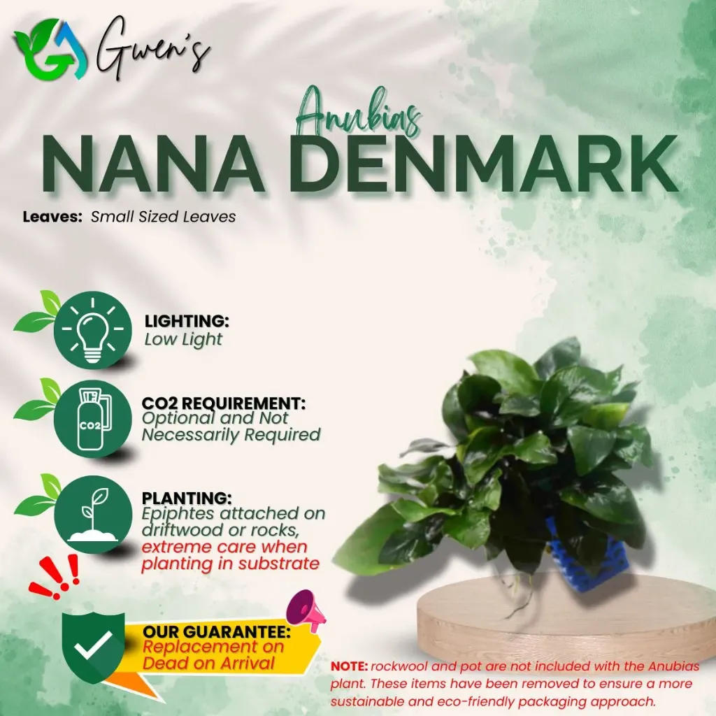 Anubias Nana Denmark (1 Clump)