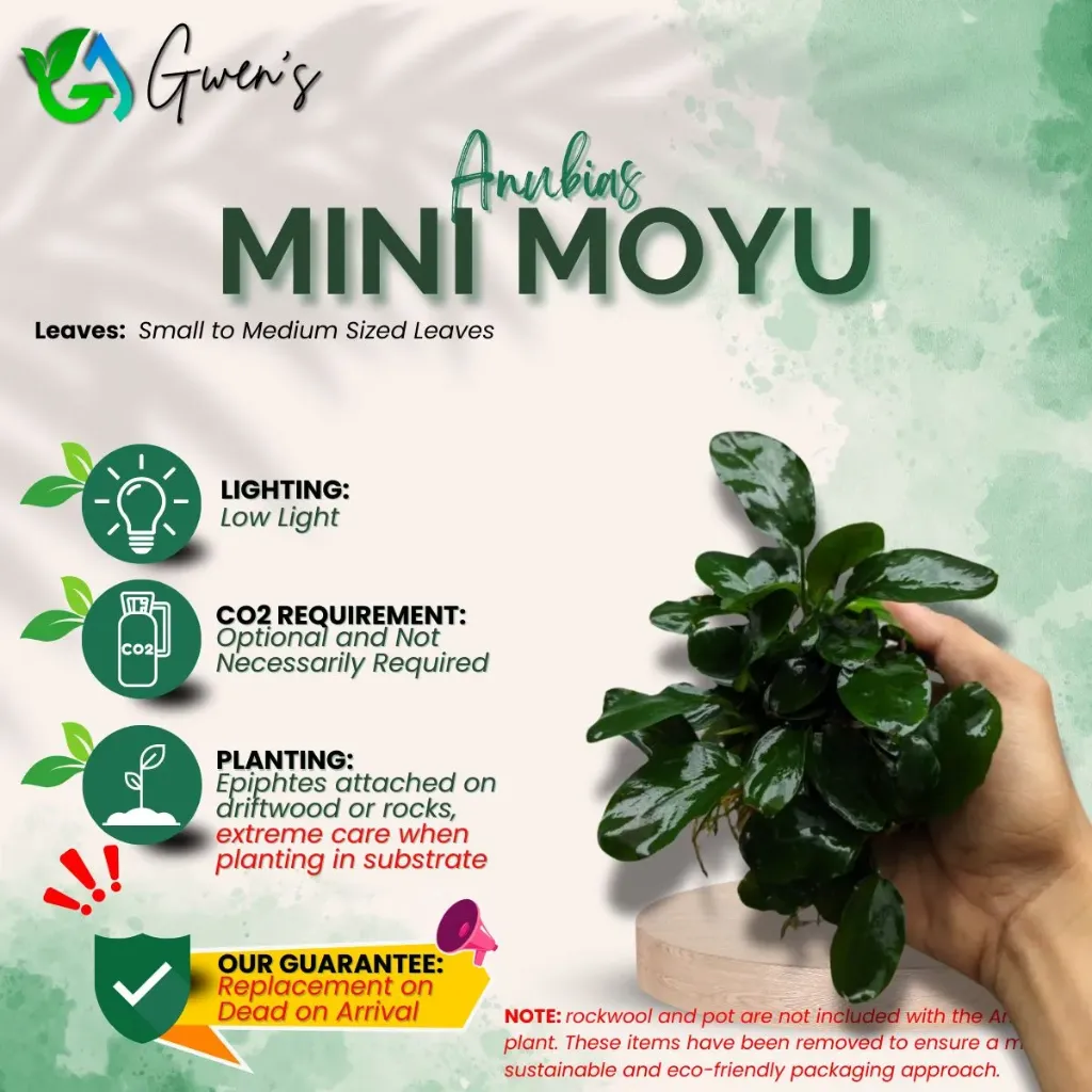 Anubias Mini Moyu (1 Clump)