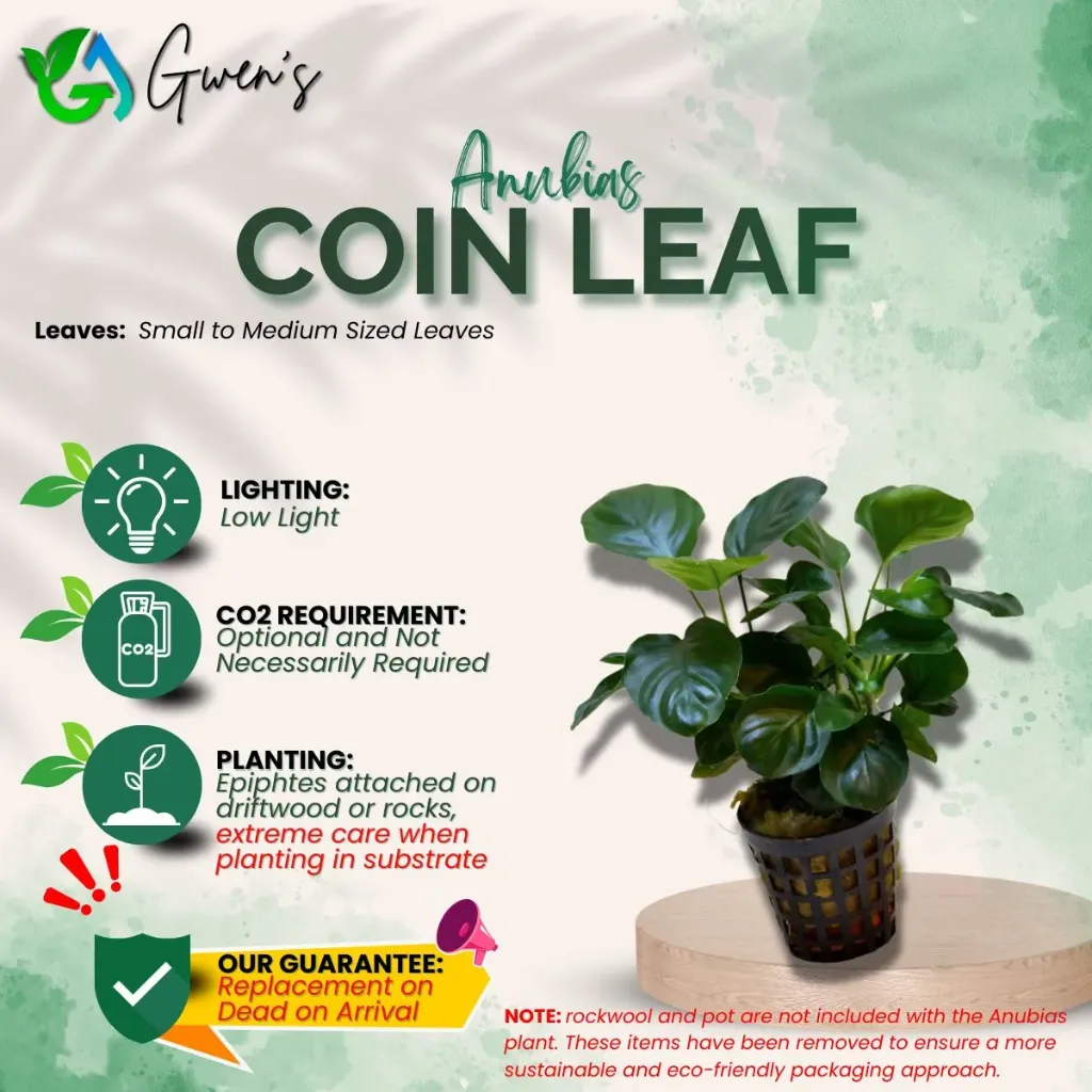 Anubias Coinleaf (1 Clump)