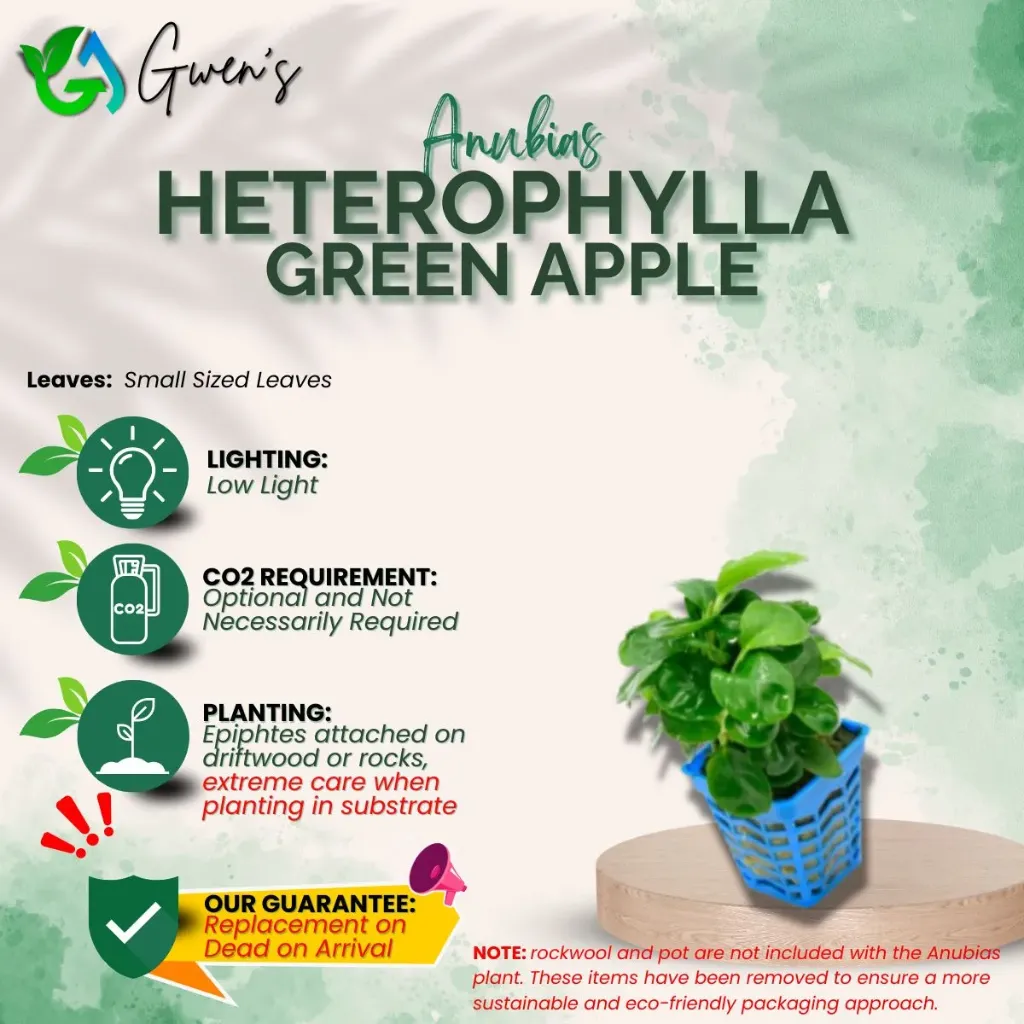 Anubias Heterophylla Green Apple (1 Clump)