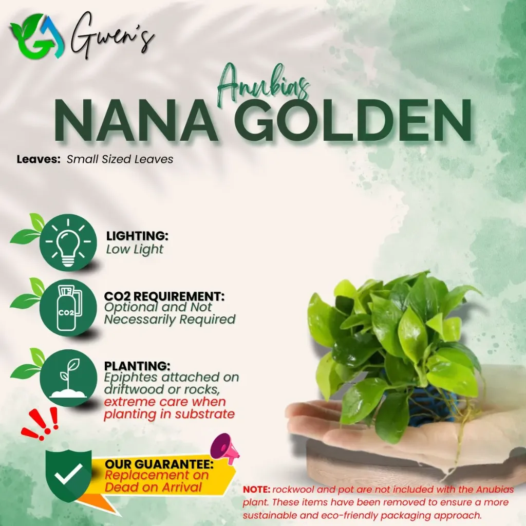 Anubias Nana Golden (1 Clump)