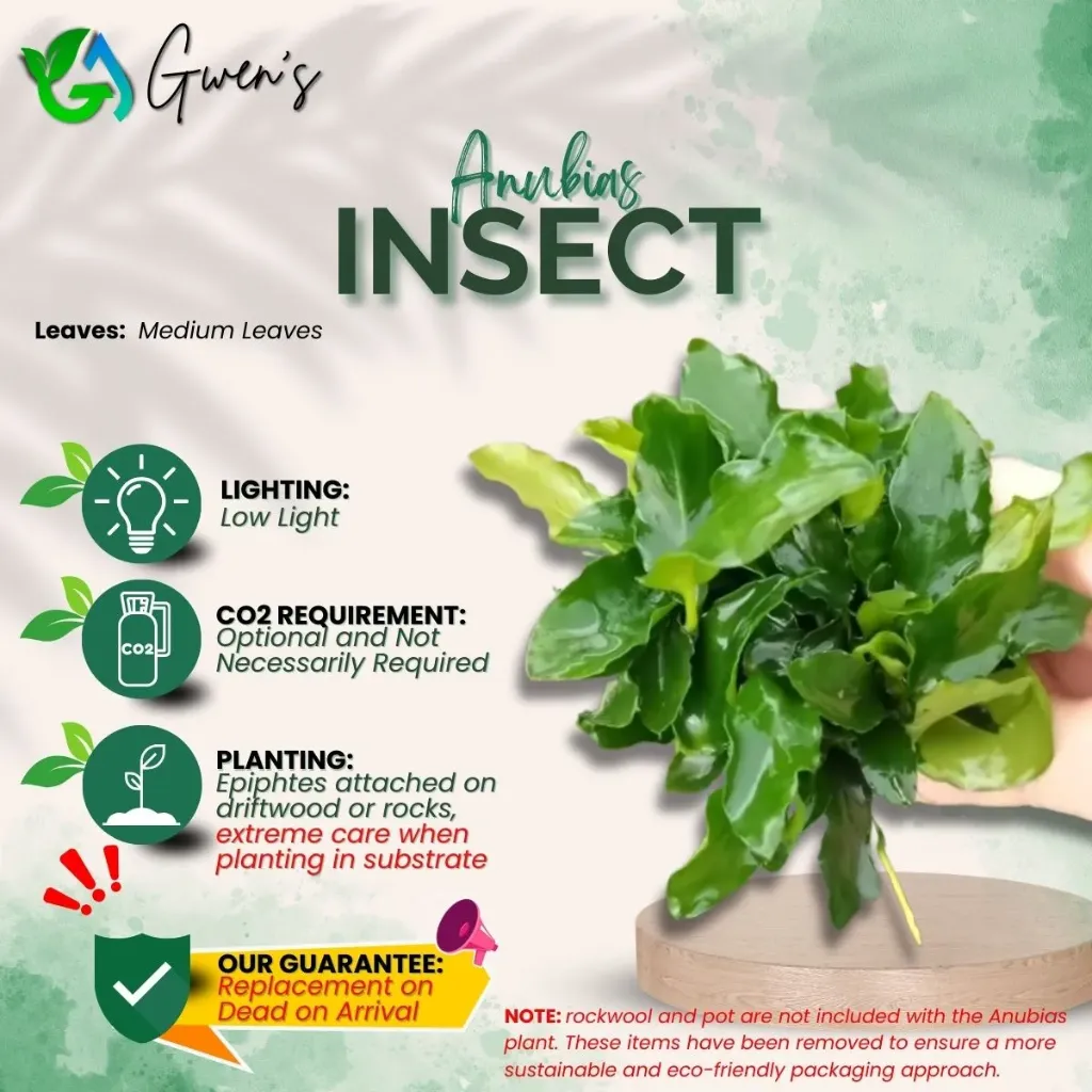 Anubias Insect (1 Clump)