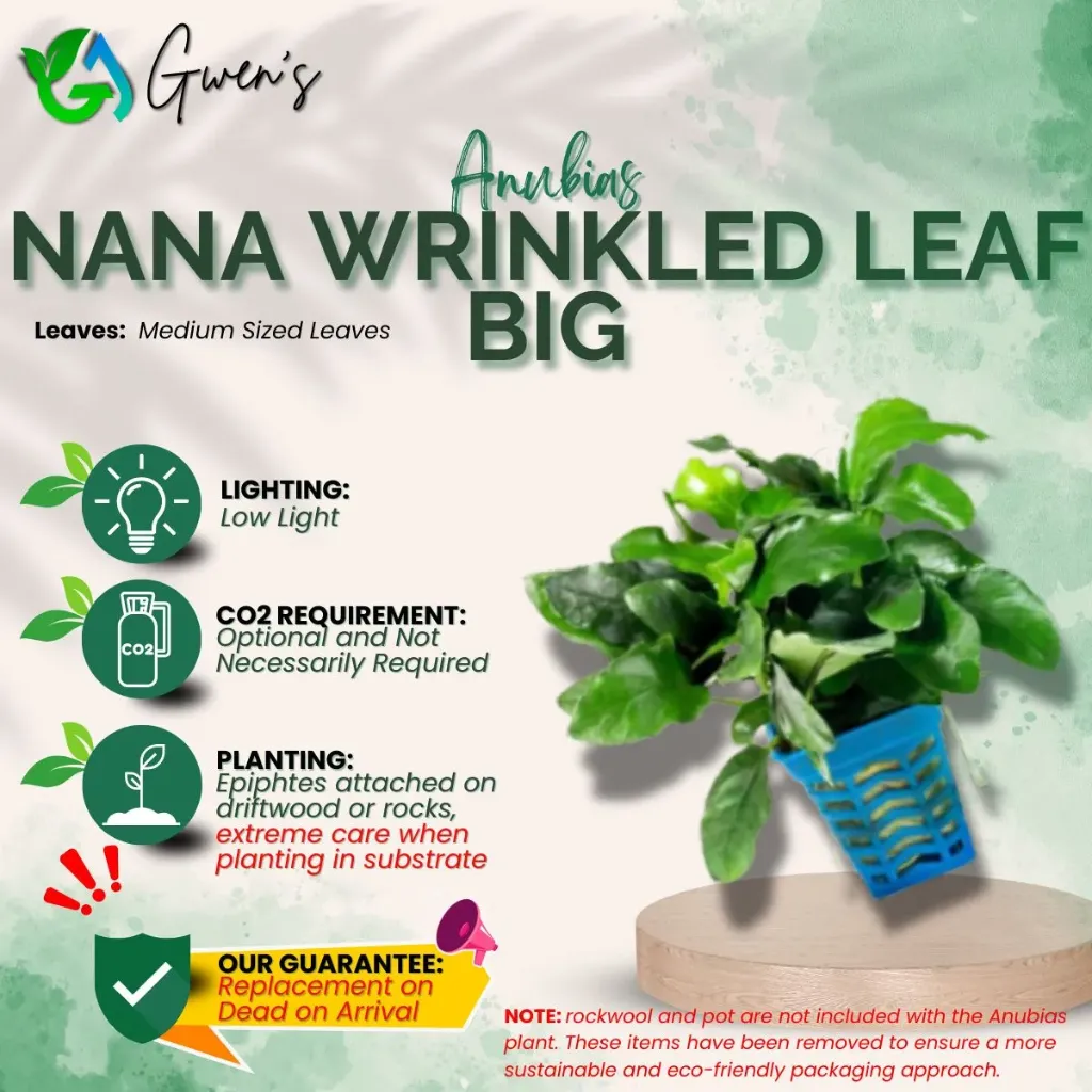 Anubias Wrinkled Leaf - Big (1 Clump)