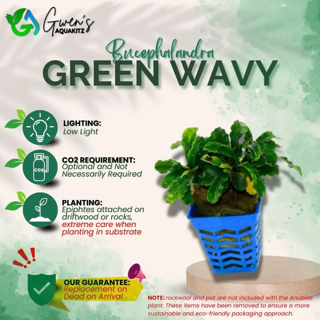 Bucephalandra Green Wavy (1 Clump)