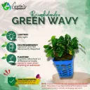 Bucephalandra Green Wavy