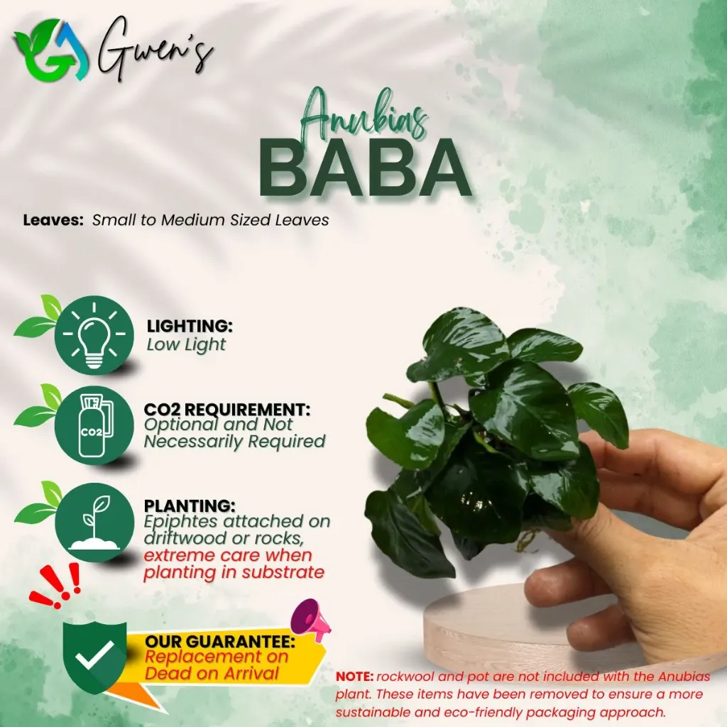 Anubias Baba (1 Clump)