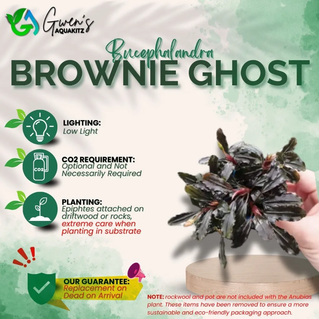 Bucephalandra Ghost (1 Clump)