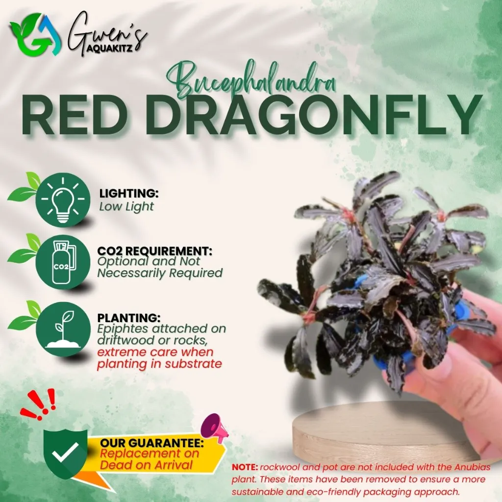 Bucephalandra Red Dragonfly (1 Clump)