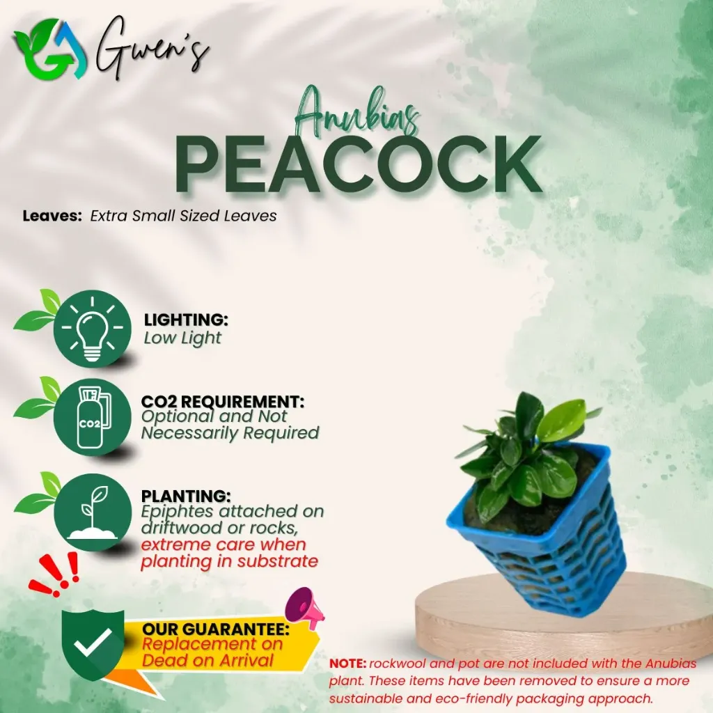 Anubias Peacock (1 Clump)