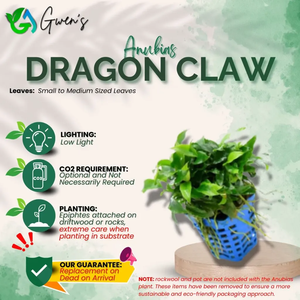 Anubias Dragon Claw (1 Clump)