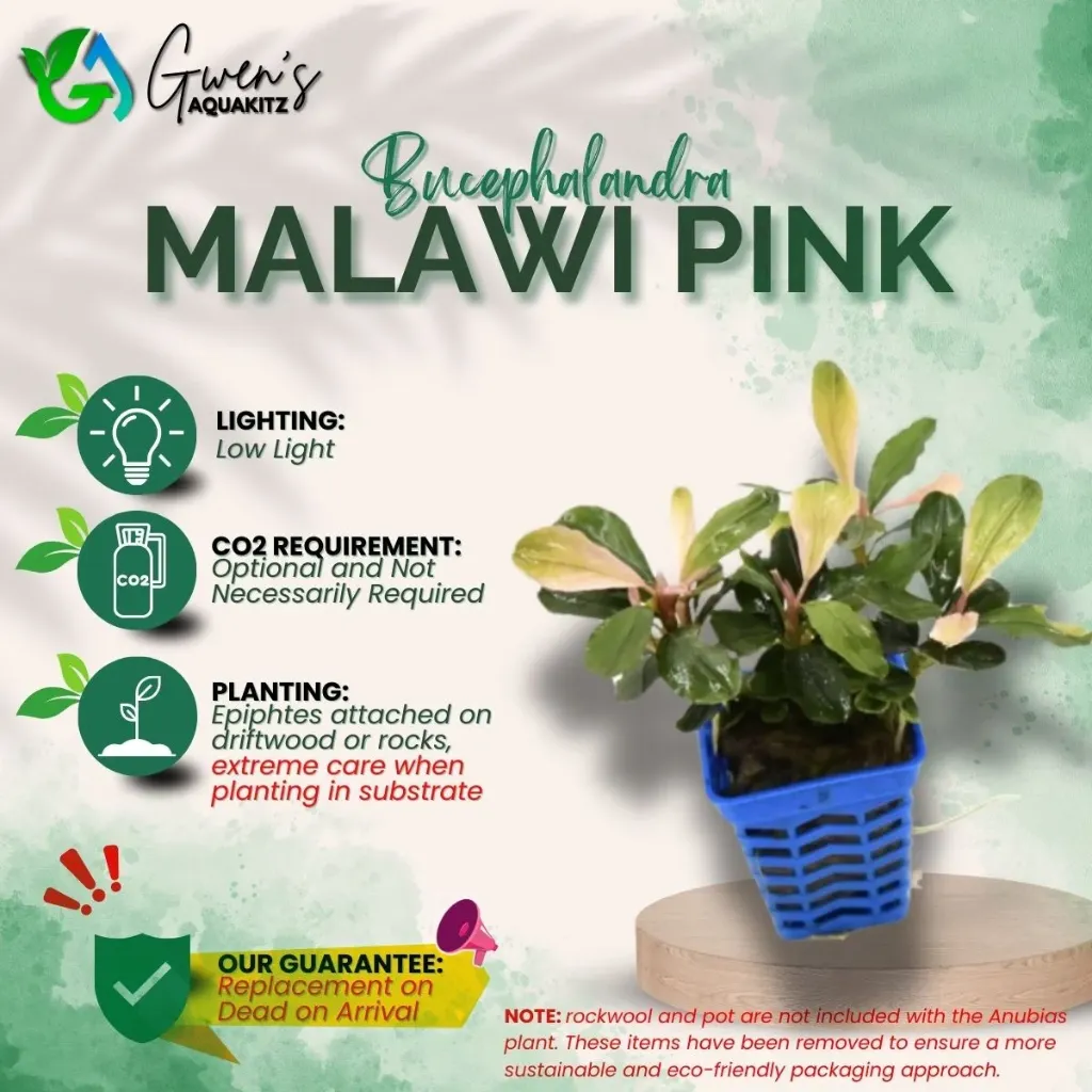 Bucephalandra Malawi Pink (1 Clump)
