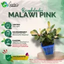 Bucephalandra Malawi Pink