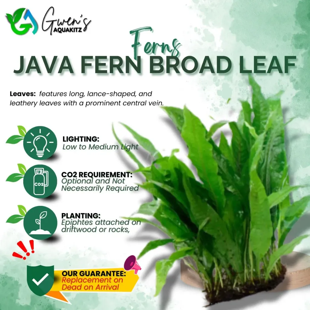 Java Fern - Broad Leaf (1 Patch)