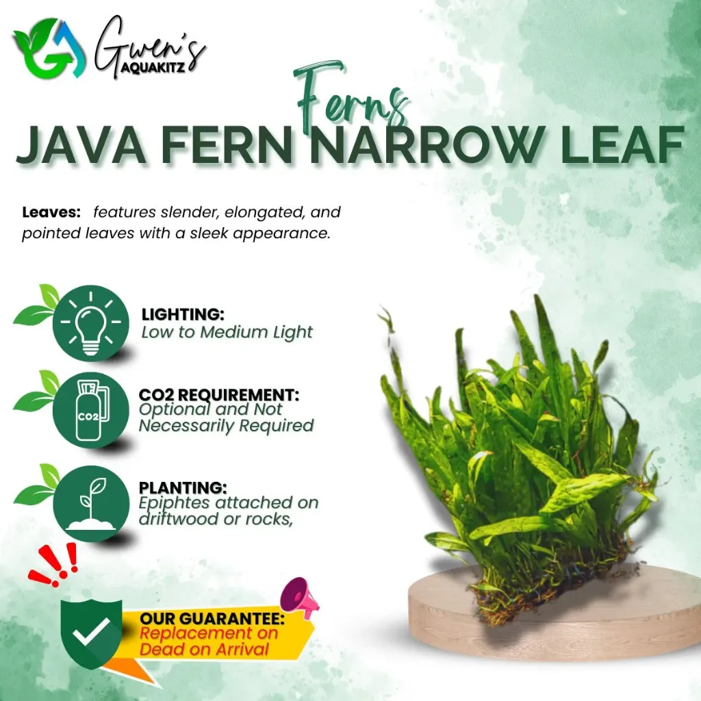 Java Fern - Narrow Leaf (1 Patch)