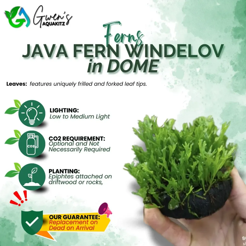 Java Fern - Windelov (1 Patch)
