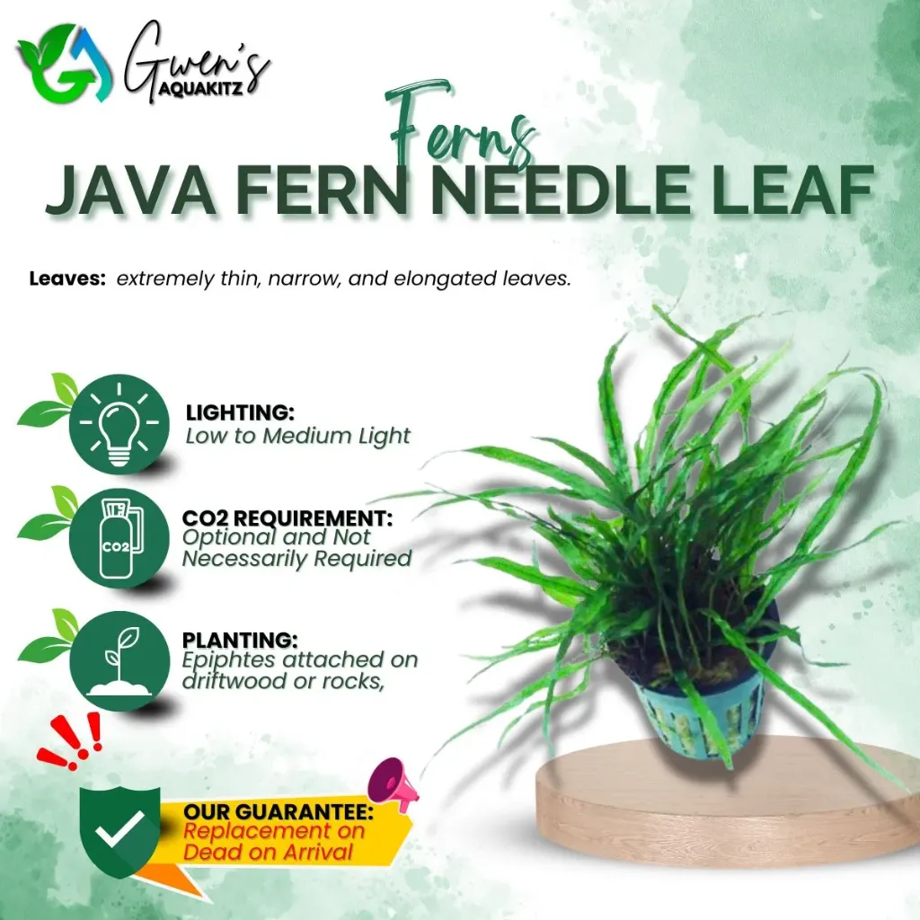 Java Fern - Needle Leaf (sold per gram)