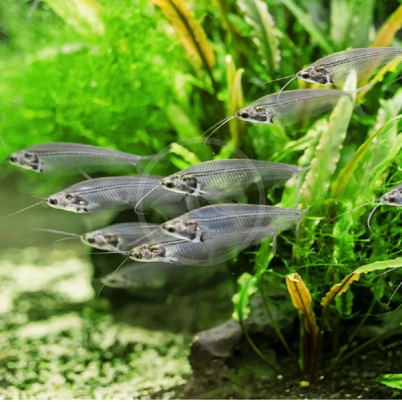 Glass Catfish
