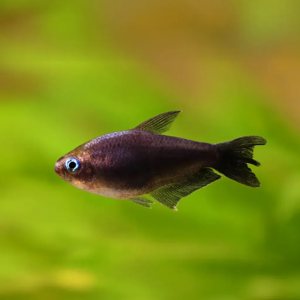 Black Emperor Tetra