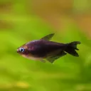 Black Emperor Tetra